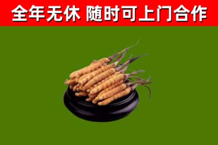 通江回收冬虫夏草
