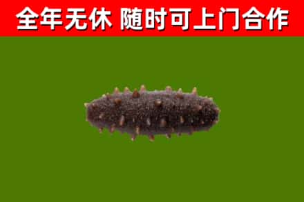 通江烟酒回收干海参.jpg